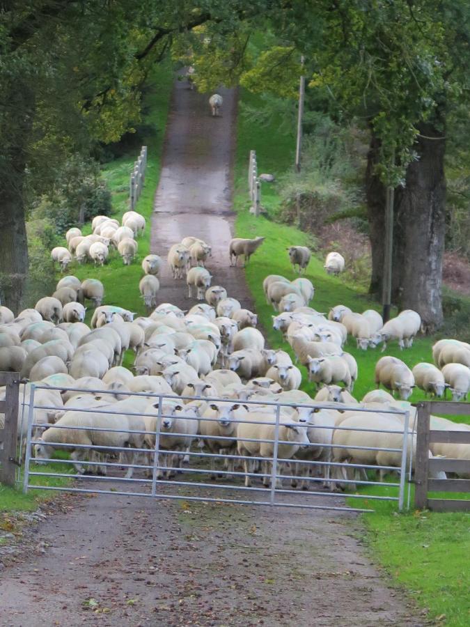 La Ferme De Pomereix Le Dorat Экстерьер фото